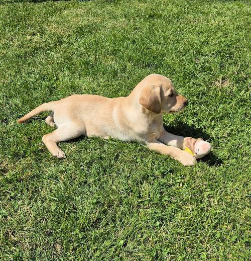 Kennel Club Assured Breeder, Quality puppies for sale in Chichester, West Sussex - Image 3