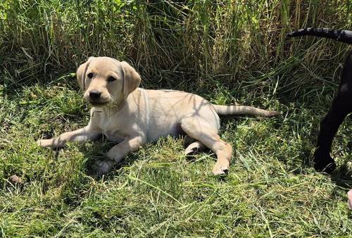 Kennel Club Assured Breeder, Quality puppies for sale in Chichester, West Sussex - Image 4