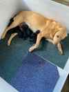 Labrador Retriever Puppies For Sale Under £1,000