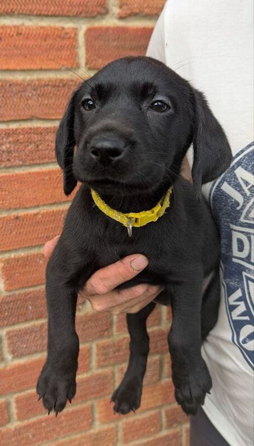 Kennel club pedigree puppies for sale in Trowbridge, Wiltshire