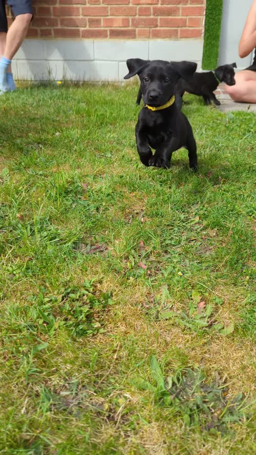 Kennel club pedigree puppies for sale in Trowbridge, Wiltshire