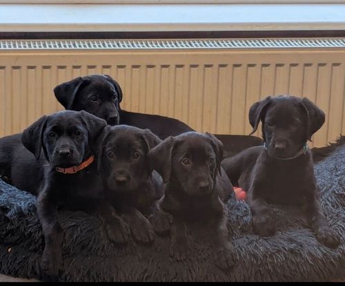 Kennel club pedigree puppies for sale in Trowbridge, Wiltshire