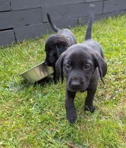 Kennel club pedigree puppies for sale in Trowbridge, Wiltshire | Image 3