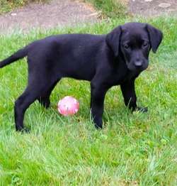 Kennel club pedigree puppies for sale in Trowbridge, Wiltshire | Image 4