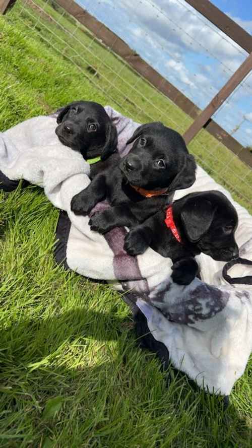 Kennel club registered black labradors for sale in Stonehouse, South Lanarkshire