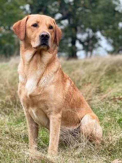 Kennel club registered fox red/yellow puppies for sale in Hitchin, Hertfordshire - Image 3