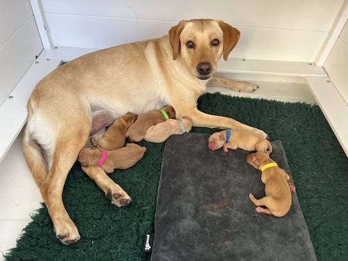 Kennel Club registered Fox Red & Yellow working Labrador puppies for sale in Crowborough, East Sussex - Image 1