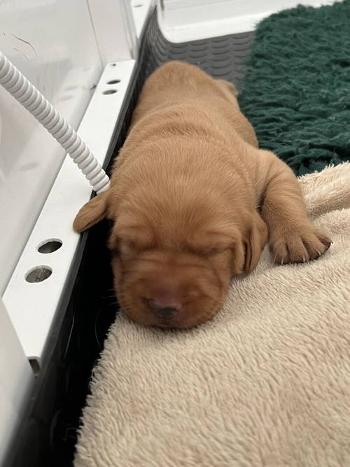 Kennel Club registered Fox Red & Yellow working Labrador puppies for sale in Crowborough, East Sussex - Image 2