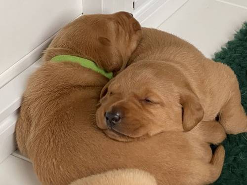 Kennel Club registered Fox Red & Yellow working Labrador puppies for sale in Crowborough, East Sussex - Image 3