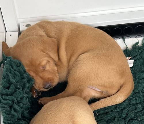 Kennel Club registered Fox Red & Yellow working Labrador puppies for sale in Crowborough, East Sussex - Image 4