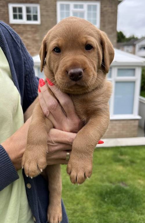 Kennel Club registered Fox Red & Yellow working Labrador puppies for sale in Crowborough, East Sussex - Image 5