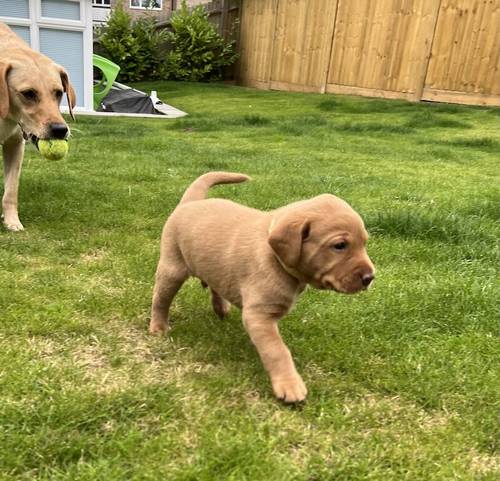 Kennel Club registered Fox Red & Yellow working Labrador puppies for sale in Crowborough, East Sussex - Image 6