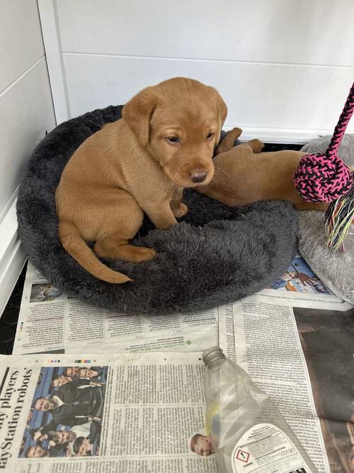 Kennel Club registered Fox Red & Yellow working Labrador puppies for sale in Crowborough, East Sussex - Image 7