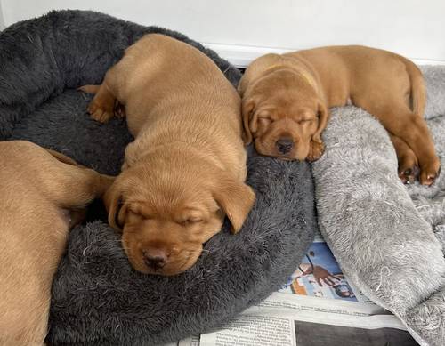 Kennel Club registered Fox Red & Yellow working Labrador puppies for sale in Crowborough, East Sussex - Image 8