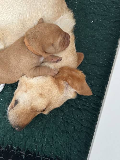 Kennel Club registered Fox Red & Yellow working Labrador puppies for sale in Crowborough, East Sussex - Image 9