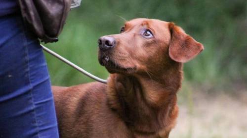 Kennel Club registered Fox Red & Yellow working Labrador puppies for sale in Crowborough, East Sussex - Image 11