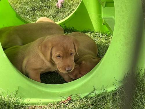 Kennel Club registered Fox Red & Yellow working Labrador puppies for sale in Crowborough, East Sussex - Image 12