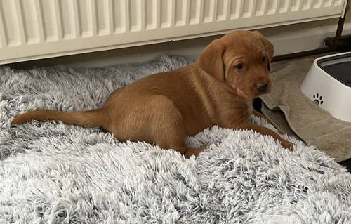 Kennel Club registered Fox Red & Yellow working Labrador puppies for sale in Crowborough, East Sussex - Image 13