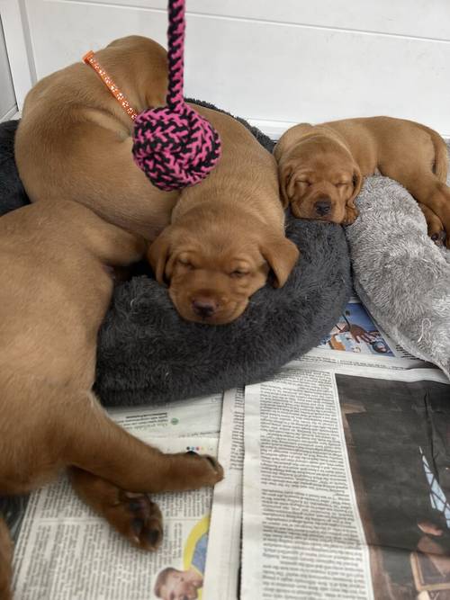 Kennel Club registered Fox Red & Yellow working Labrador puppies for sale in Crowborough, East Sussex - Image 14