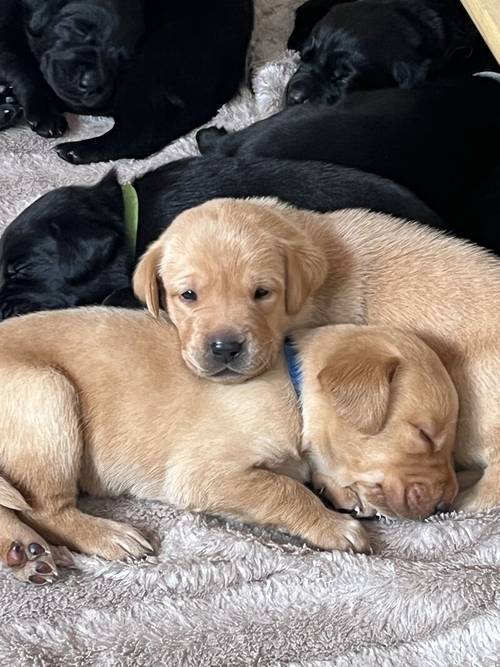 Kennel Club Registered Labrador Puppies for sale in West Dunbartonshire - Image 1