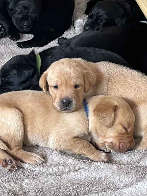 Kennel Club Registered Labrador Puppies for sale in West Dunbartonshire