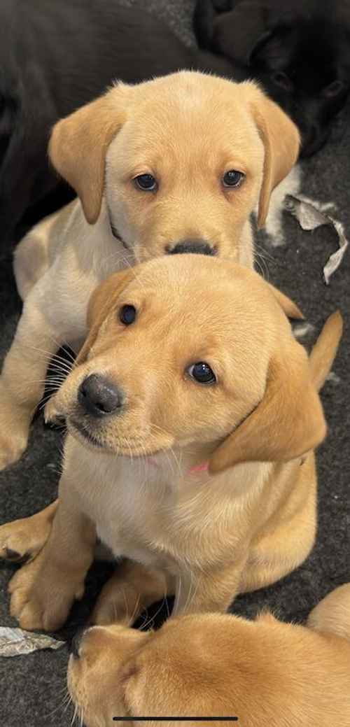 Kennel Club Registered Labrador Puppies for sale in Launceston, Cornwall