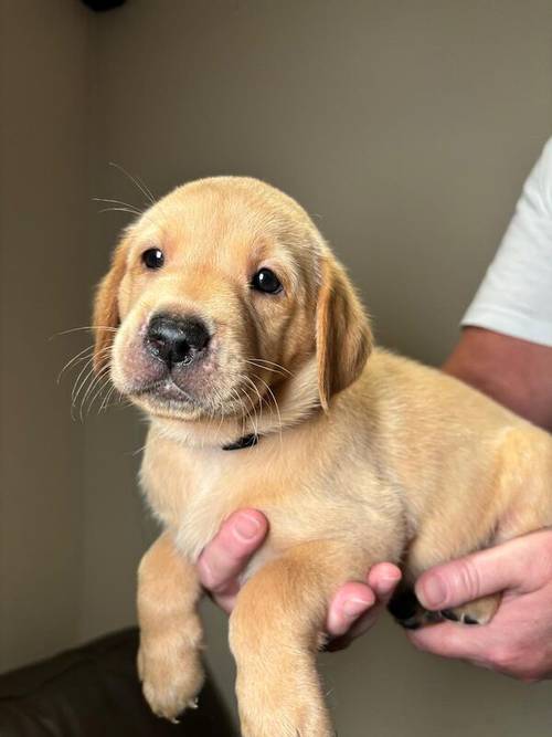 Kennel Club Registered Labrador Puppies for sale in West Dunbartonshire - Image 3