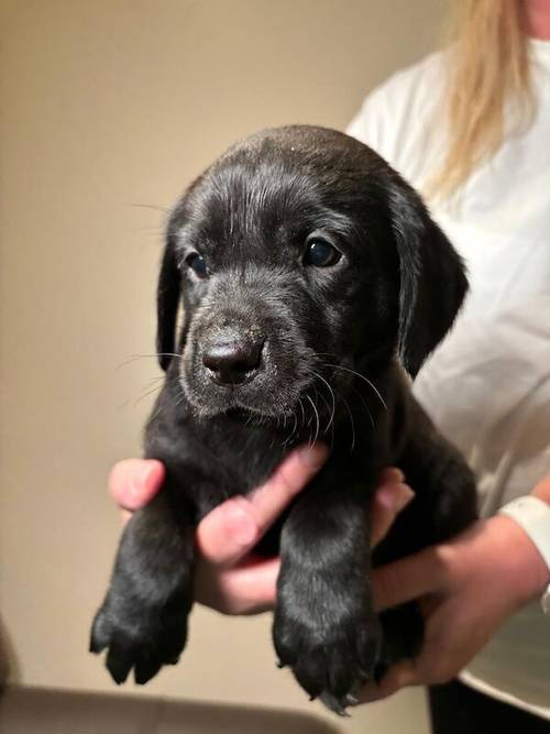 Kennel Club Registered Labrador Puppies for sale in West Dunbartonshire - Image 4