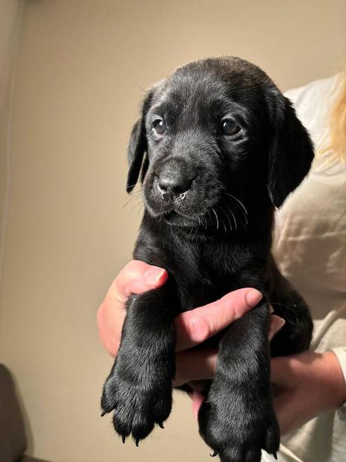 Kennel Club Registered Labrador Puppies for sale in West Dunbartonshire - Image 5