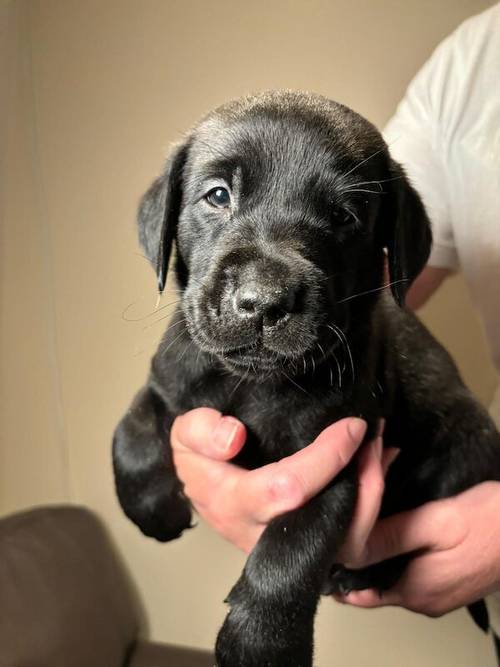 Kennel Club Registered Labrador Puppies for sale in West Dunbartonshire - Image 7