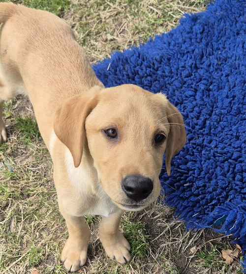 Kennel club registered Quality Labrador Puppies for sale in Chichester, West Sussex