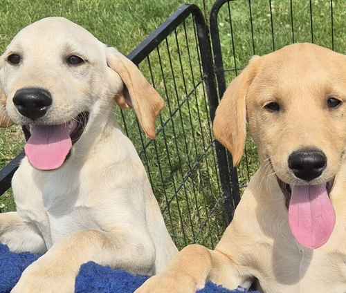 Kennel club registered Quality Labrador Puppies for sale in Chichester, West Sussex