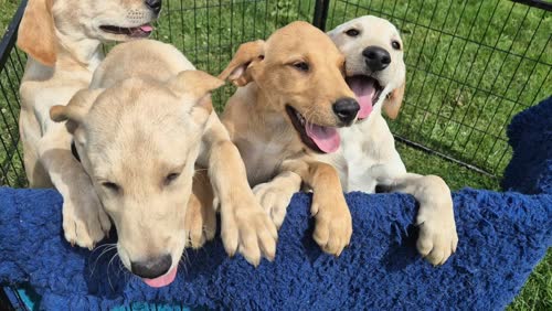 Kennel club registered Quality Labrador Puppies for sale in Chichester, West Sussex