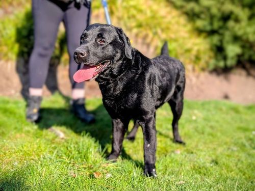 Koby for sale in Cardiff, Glamorgan