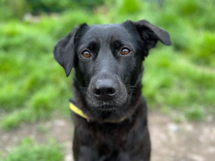 Labrador Retriever for adoption in Cardiff, Glamorgan – 4 years old - Image 3 of 5