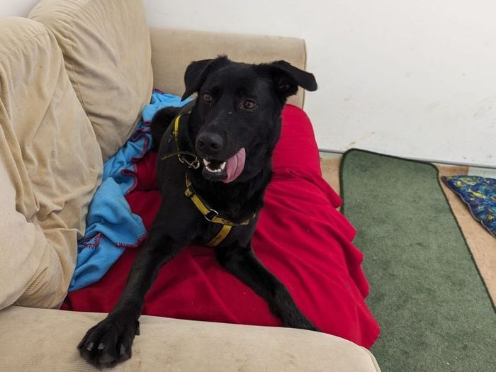 Labrador Retriever for adoption in Cardiff, Glamorgan – 4 years old - Image 4 of 5