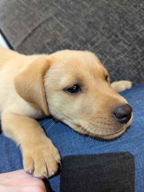 Lab girl for sale 9 weeks old for sale in Gloucester, Gloucestershire