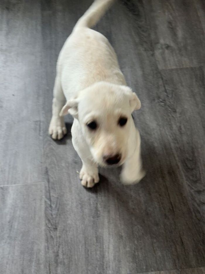 Lab puppies ready now for sale in Peterborough, Cambridgeshire