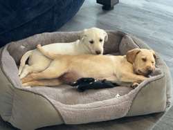 Lab puppies ready now for sale in Peterborough, Cambridgeshire | Image 2