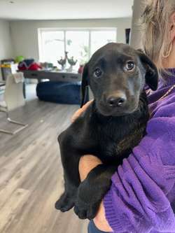 Lab puppies ready now for sale in Peterborough, Cambridgeshire | Image 3
