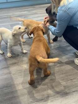 Lab puppies ready now for sale in Peterborough, Cambridgeshire | Image 4