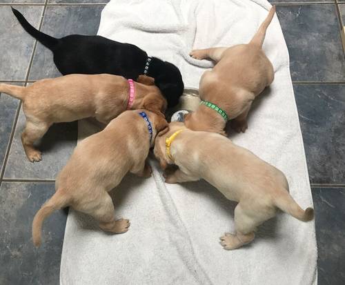 Labrador puppy Field Trial Champ pedigree KC reg for sale in Leighton Buzzard, Bedfordshire - Image 1