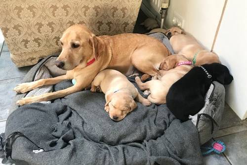 Labrador puppy Field Trial Champ pedigree KC reg for sale in Leighton Buzzard, Bedfordshire - Image 2