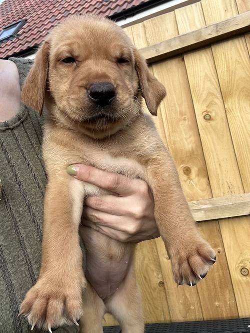 Lab pups from working lines for sale in Beccles, Suffolk - Image 5