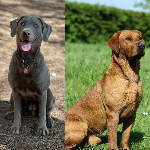 Lab pups from working lines for sale in Beccles, Suffolk - Image 13