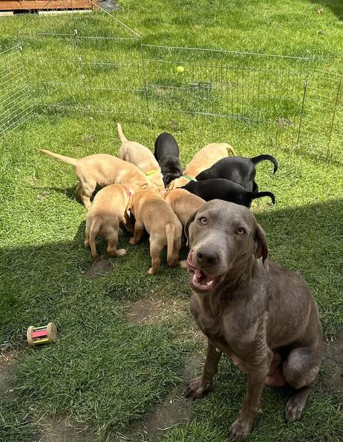 Lab pups from working lines for sale in Beccles, Suffolk - Image 14