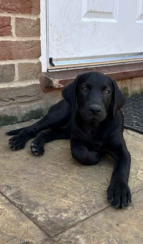 Lab pups from working lines REDUCED LAST 2 GIRLS for sale in Beccles, Suffolk