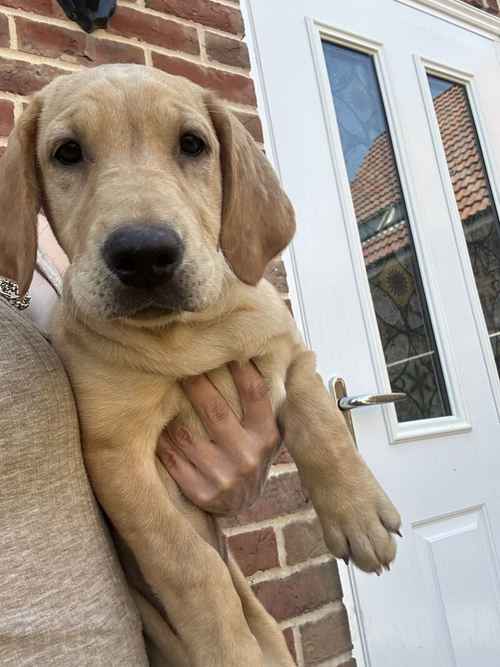 Lab pups from working lines REDUCED LAST GIRL! for sale in Beccles, Suffolk