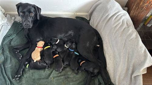 Lab Retriever puppies for sale in Ellon, Aberdeenshire - Image 1