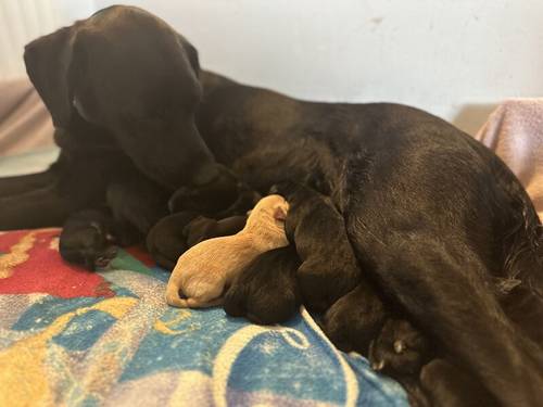 Lab Retriever puppies for sale in Ellon, Aberdeenshire - Image 2